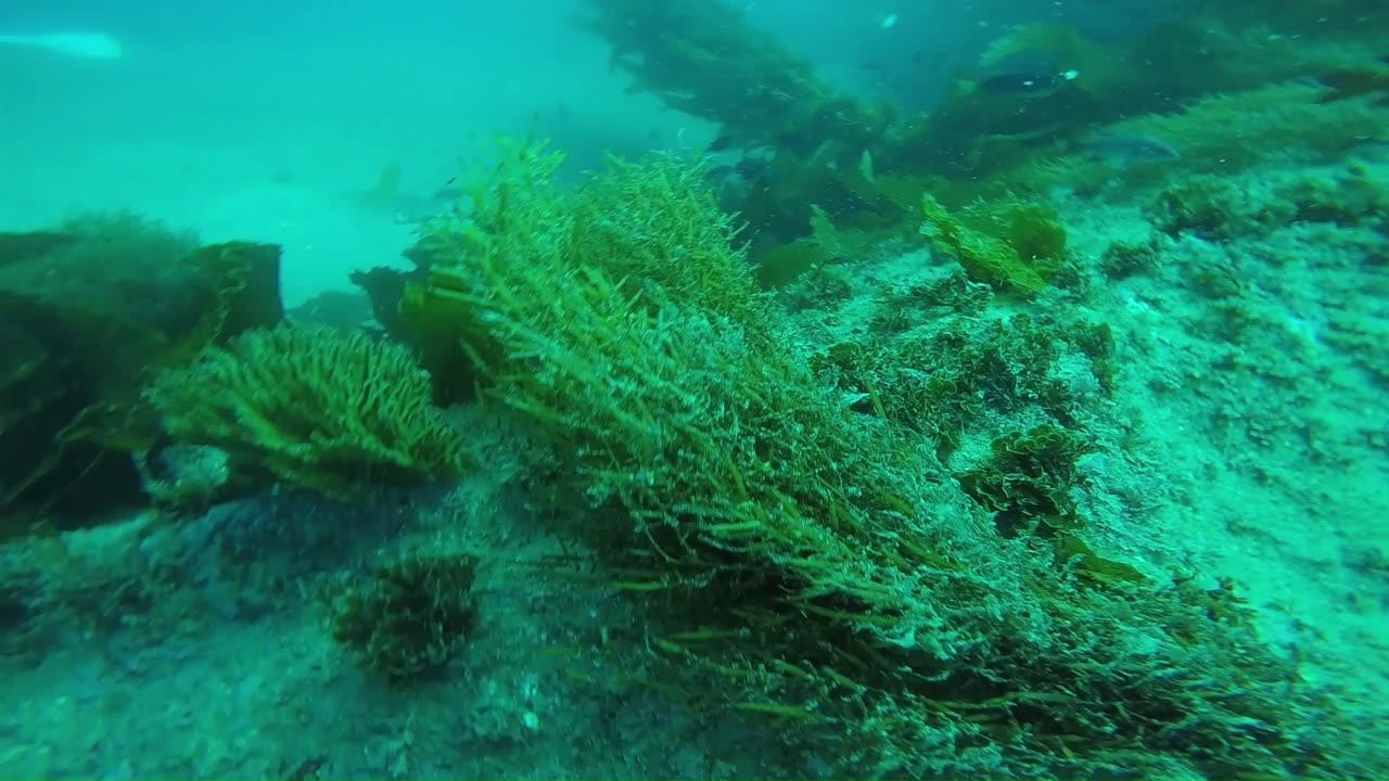 Catalina Island Scuba Diving