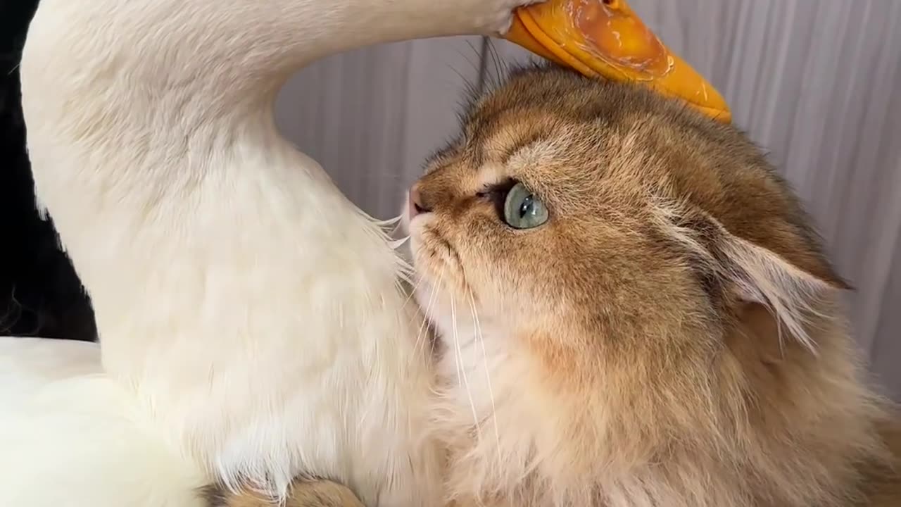 Cat love duck very much #shorts #shortvideo #video #virals #videovira