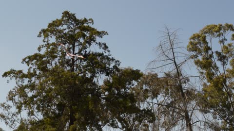 volando un paplote o cometa