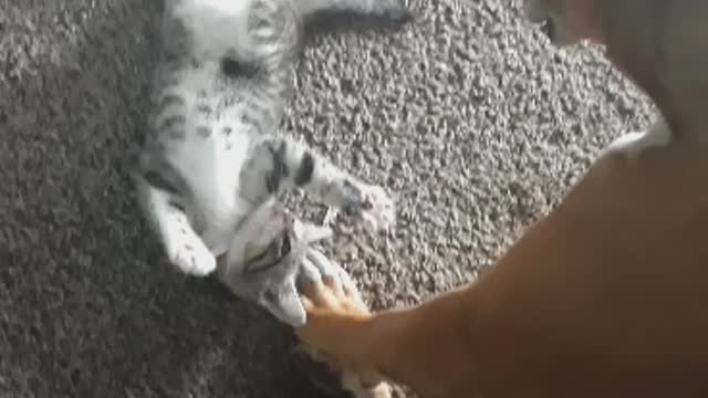 Kitty slaps the dog