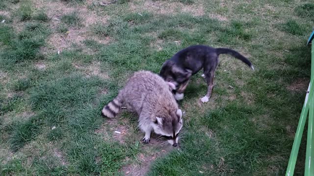 Jerry and Mara Still at it!!