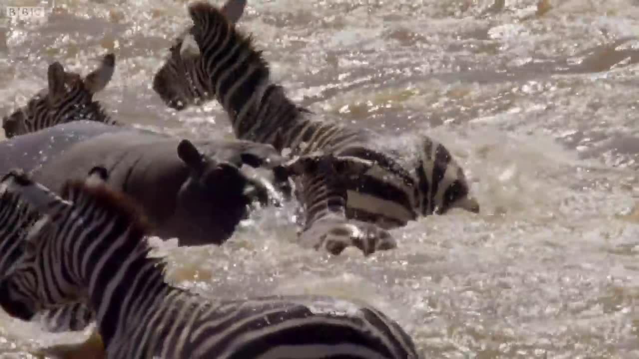 Young Zebra's Dangerous River Crossing | Life Story | BBC Earth