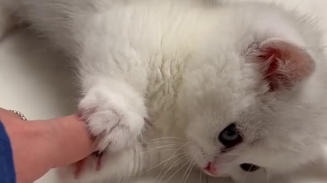 Cute cat