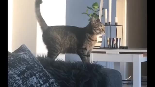 Try Not To Laugh - This Funny Crazy Cat Has So Much Cattitude