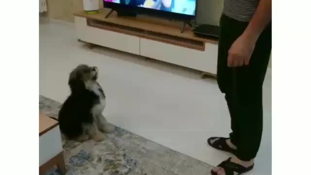 Dog 🐩 dancing