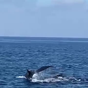 Whales 🐋 encounter 😍🌊