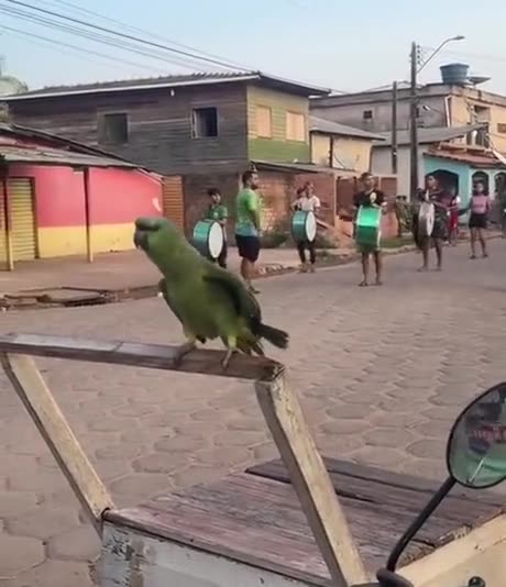 The Dancing Bird: A Rhythm with Drum Beats