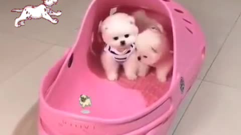 cutest videos of 2021