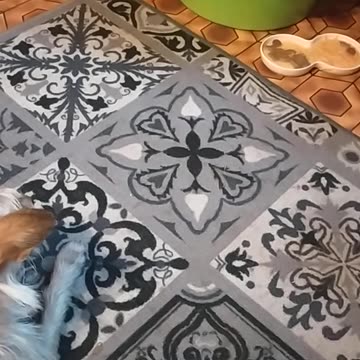 Luna is keeping an eye on the little ducks