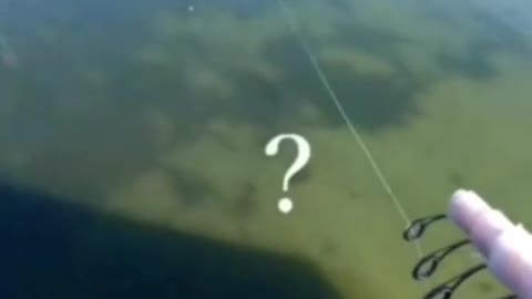 This is a beautiful and charming water-dwelling species