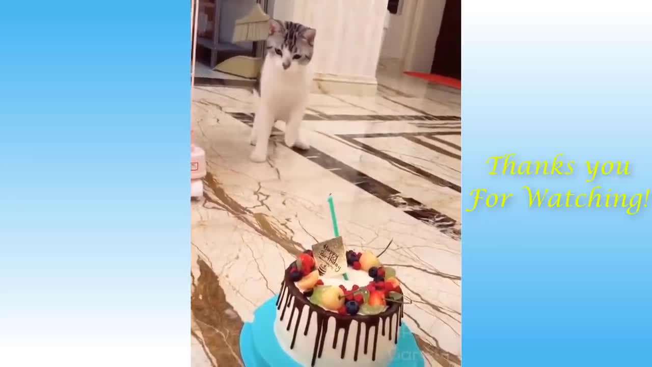 Cute and Funny animals' Compilation