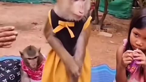 incredible moment #monkey#dance