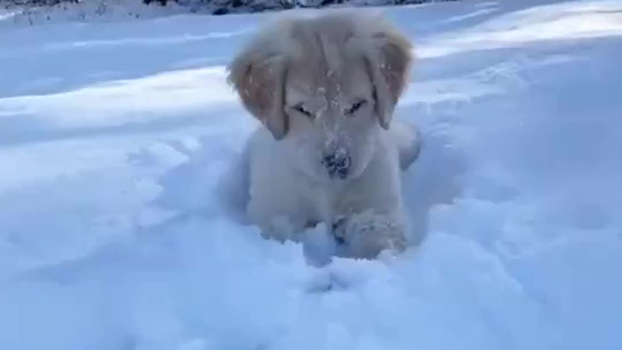 Puppy enjoy in snow 🌨️🌨️🌨️🌨️🌨️