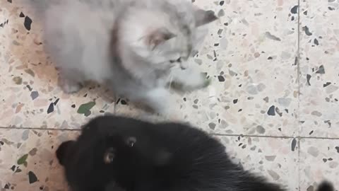 Owner Entertain 3 Kittens With Green Leafs