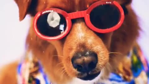 Funny Dog, Crazy Dog with Specs, Fun time