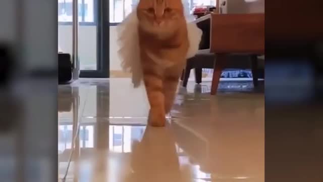 CAT MODEL