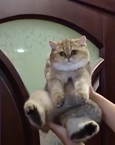 Terry bear cat 🐻 😂