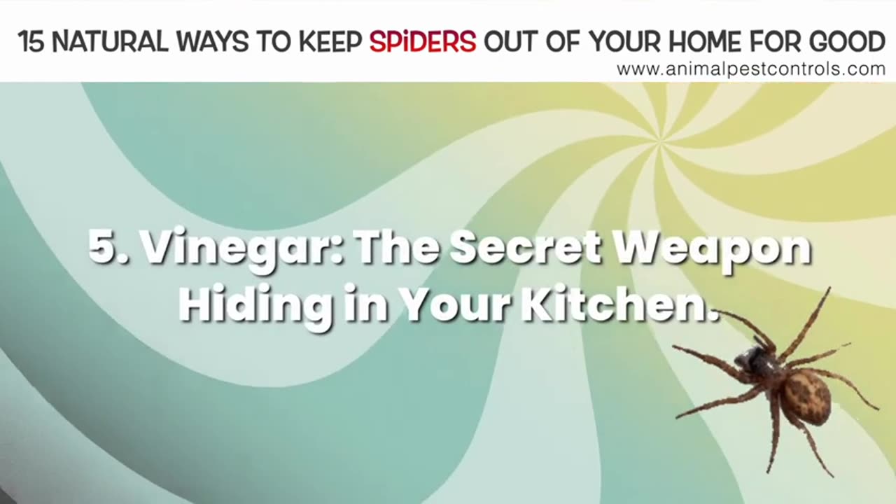 15 Fun and Natural Ways to Keep Spiders Out of Your House Naturally