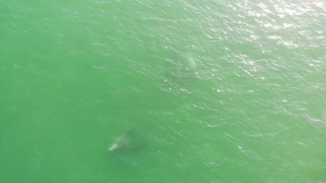 Unbelievable footage of Dolphins in Ventura, California