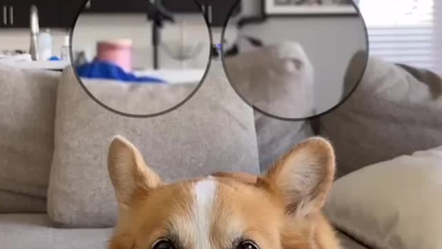 Big Eyes Trend (Corgi Edition)