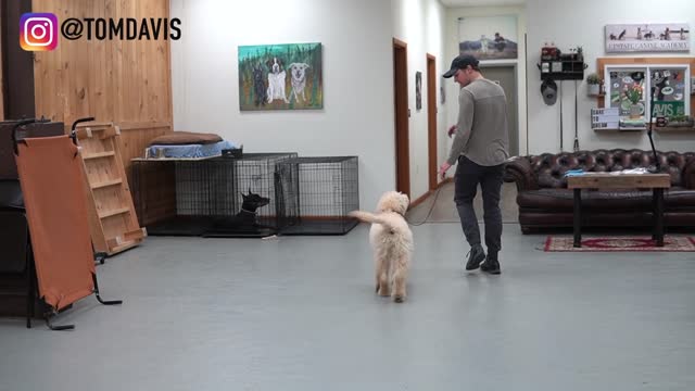How To Teach ANY Dog To Walk On A Leash