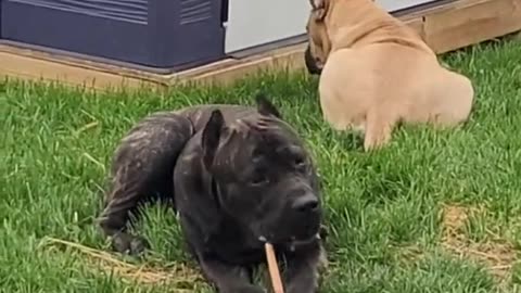 Two dogs are doing their funny activities 😂🤣🤣😄
