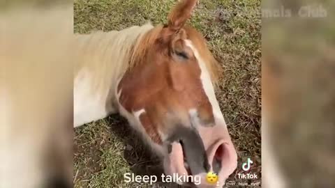 FUNNY ANIMAL VIDEOS YOU HAVE NEVER SEEN BEFORE