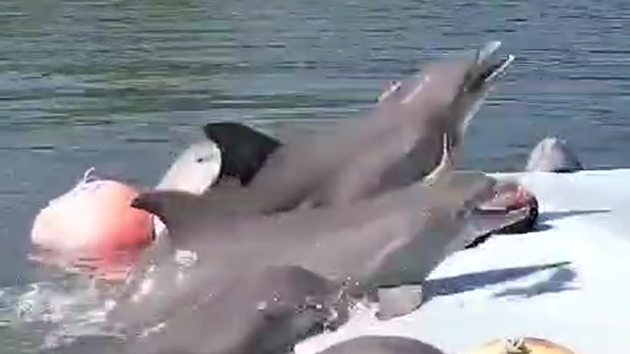 Dolphin