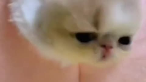 Cute cat video