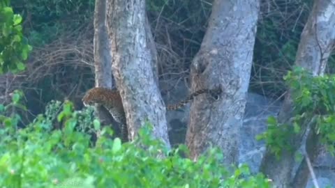 Wildlife in closer view with a natural perspective.