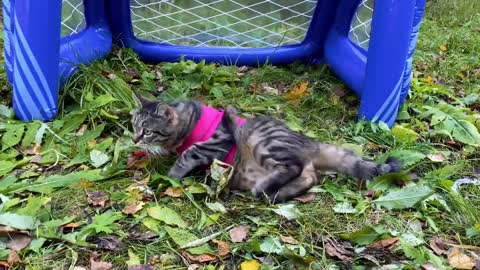 Friends of a very cute little kitten are playing football