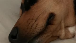 Dog dreaming/snoring very cute