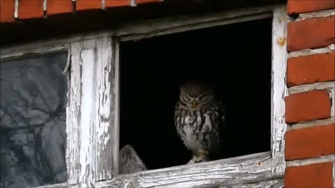 Steinkauz auf der Veranda