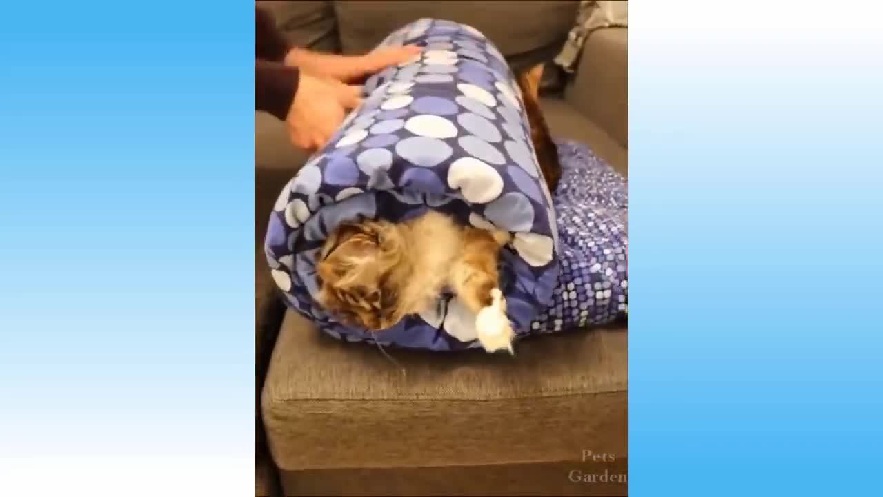 Cats and Dogs - Funny Videos 2021