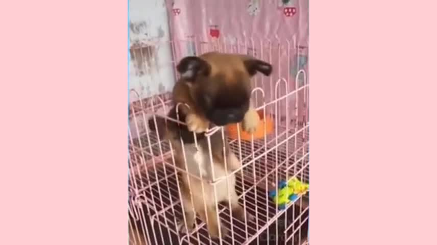 Cute Dogs and Cats | Funny Cats and Dogs