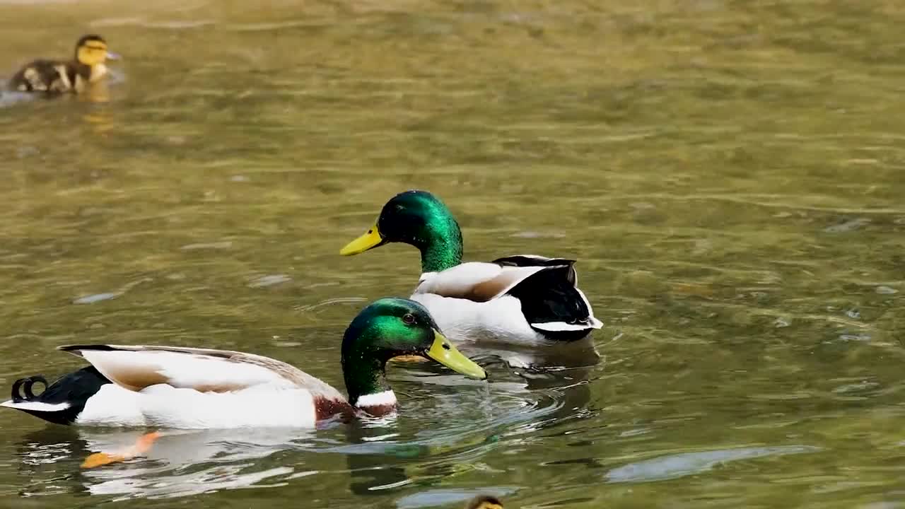 Bahia duck in the lake