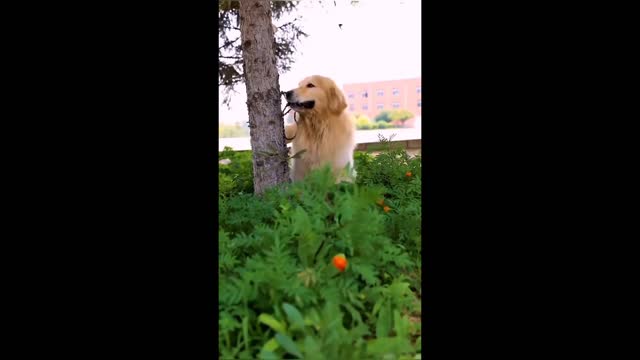 Smart dog saves another dog | touching about dog.