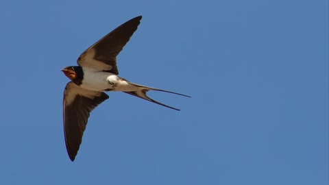 SOUND OF THE SWALLOWS