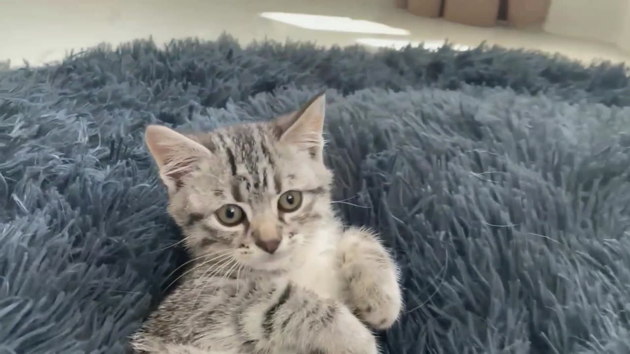 Golden Retriver shocked by a kitten occupying his bed.