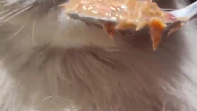 Cat eating food video