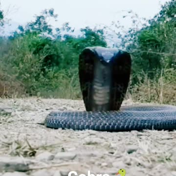 What is the world s largest cobra? #cobra #wildlife #animals