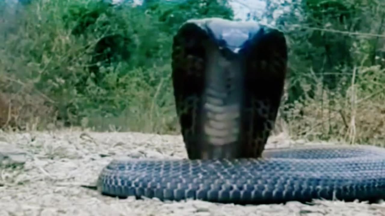 What is the world s largest cobra? #cobra #wildlife #animals