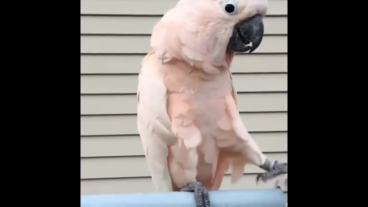 CRAZY TALKING PARROT! WAVING