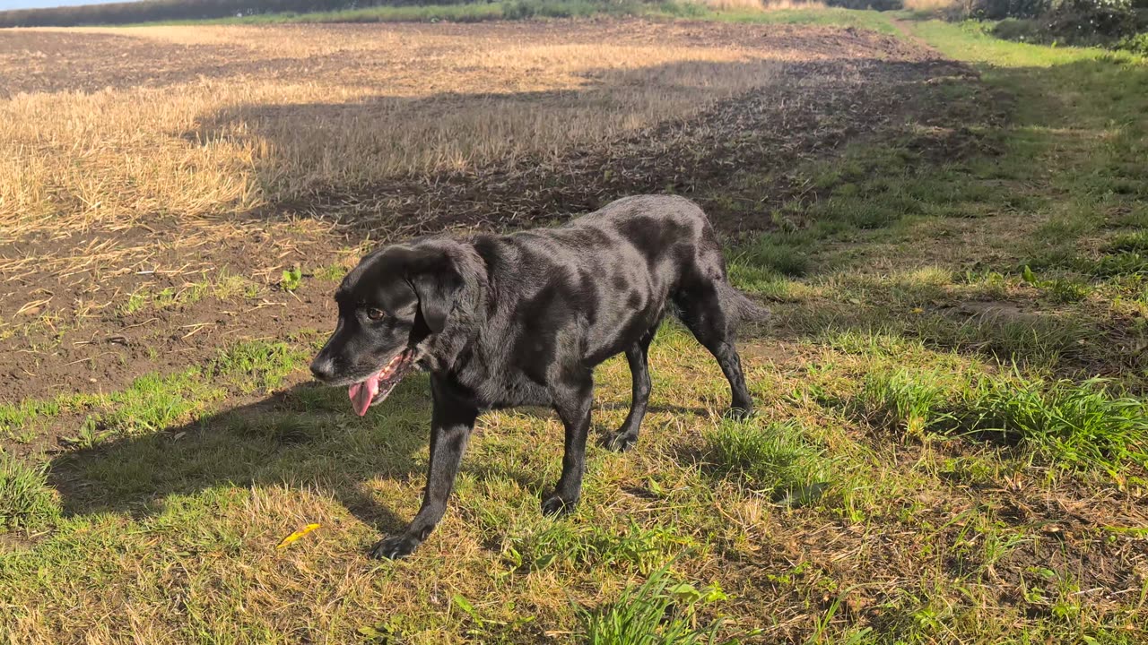 black lab slow mo