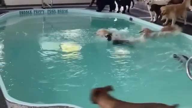 Swiming Dogs