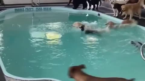 Swiming Dogs