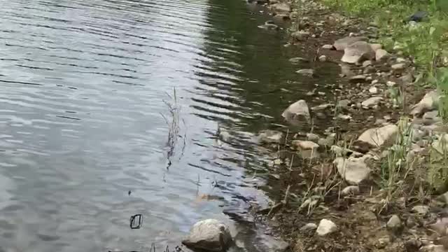 Grey and white pitbull swimming on leash owner swims in after her