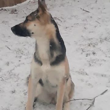 Snow Is Life When You Are Part Husky