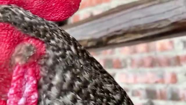 big cock