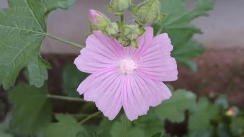 My beautifull flower
